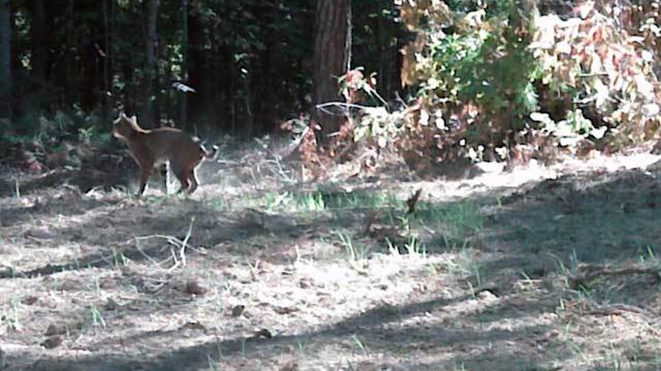 California extends no-bobcat-trapping zones