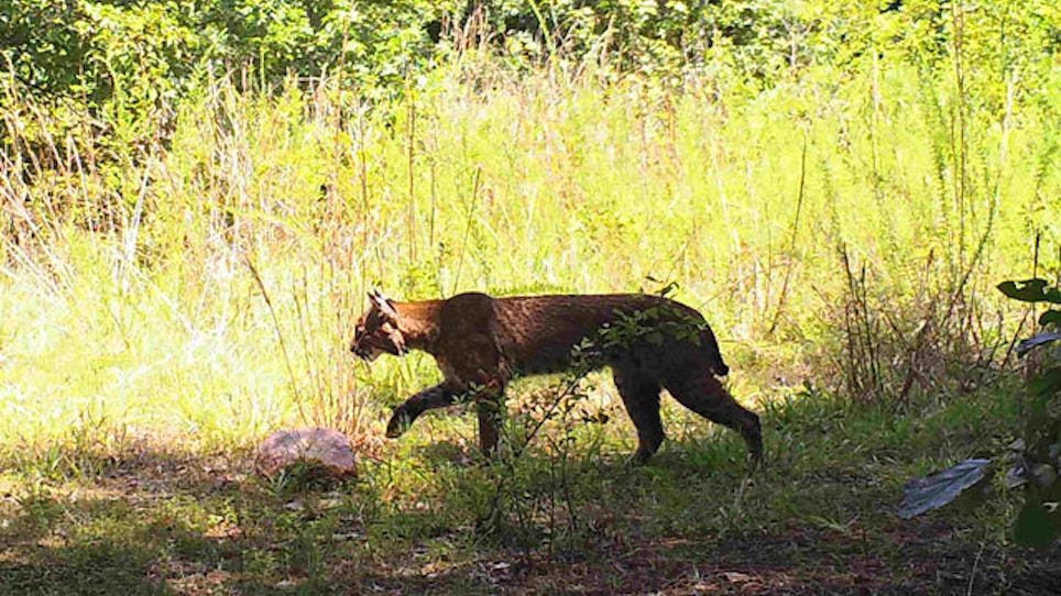 First Jekyll Island Bobcat Confirmed, Prompts Search For More