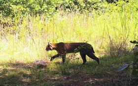 Ohio Game Officials See Boost In Bobcat Population
