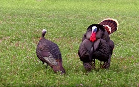 Video: Field Strategies for Bowhunting Wild Turkeys