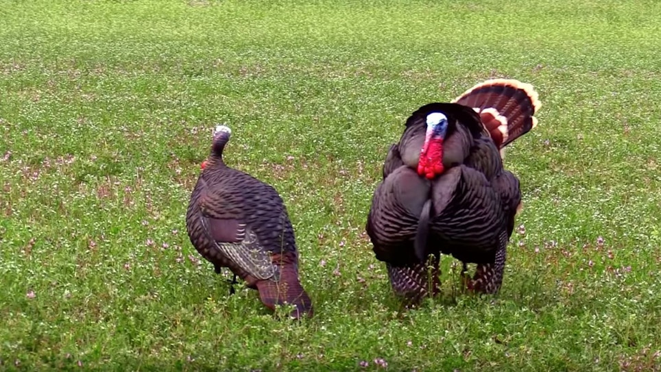 Video: Field Strategies for Bowhunting Wild Turkeys