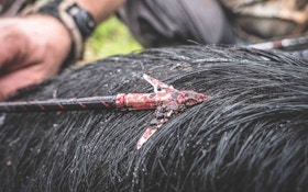 Deadly Arrows and Broadheads for Bowhunting Hogs