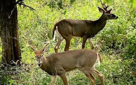 Early Season Science Tip: Hunt Tight to Whitetail Buck Bedrooms 