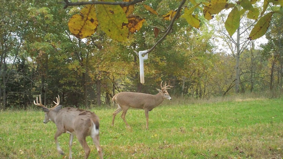 Louisiana Deer Hunters: Your State Is Considering a Ban on Urine-Based Scents