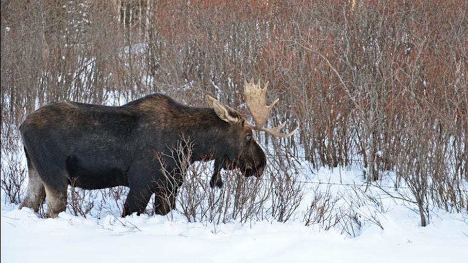 Two Bull Moose Freeze While Fighting