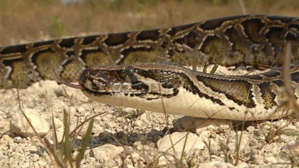 Welcome to Our New Outdoors Nightmare: Burmese Pythons