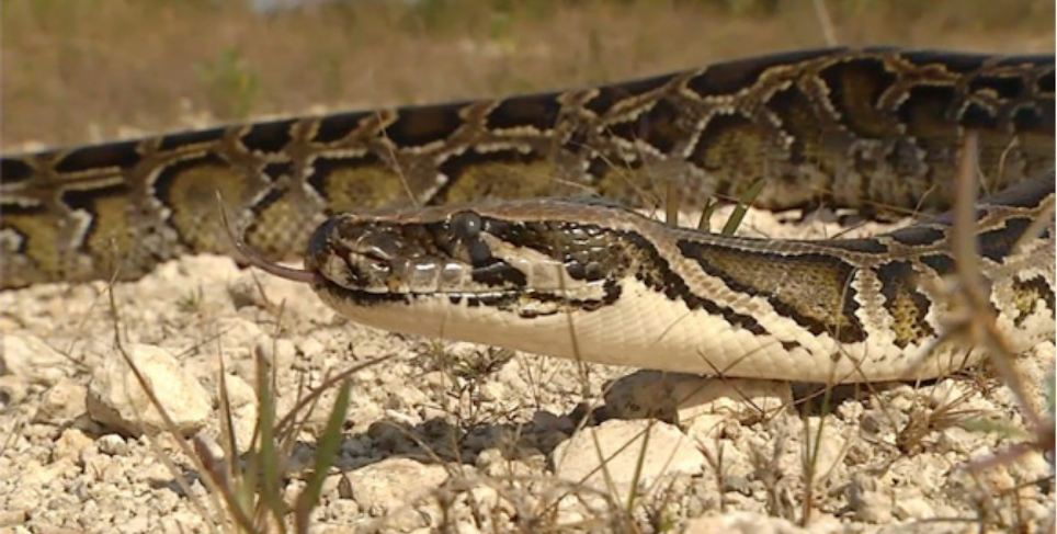 Officials: 5,000 Burmese Pythons Removed from Everglades