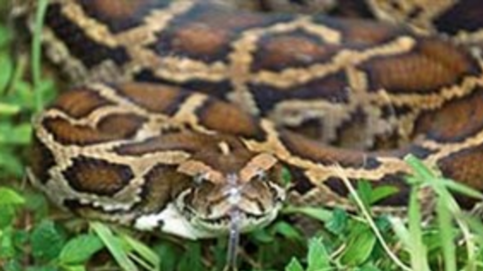 Snake Hunter Wrangles Record Burmese Python From Canal
