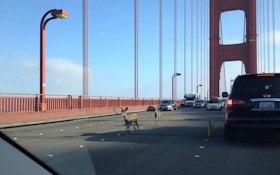 Two Deer Tie Up Traffic On Golden Gate Bridge