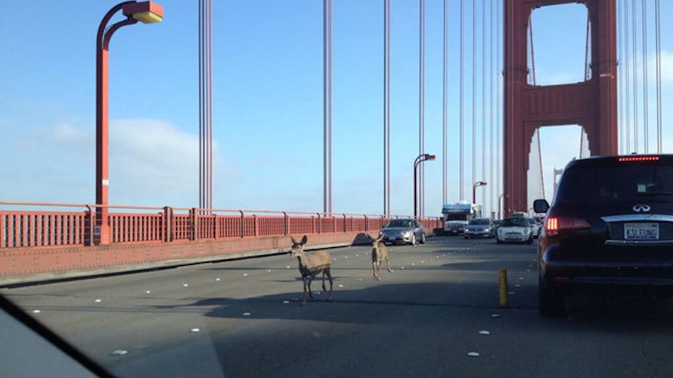 Two Deer Tie Up Traffic On Golden Gate Bridge