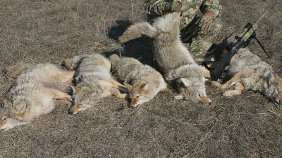 How The Government Competes With Your Predator Hunt