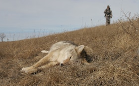 The early hunter gets the coyote