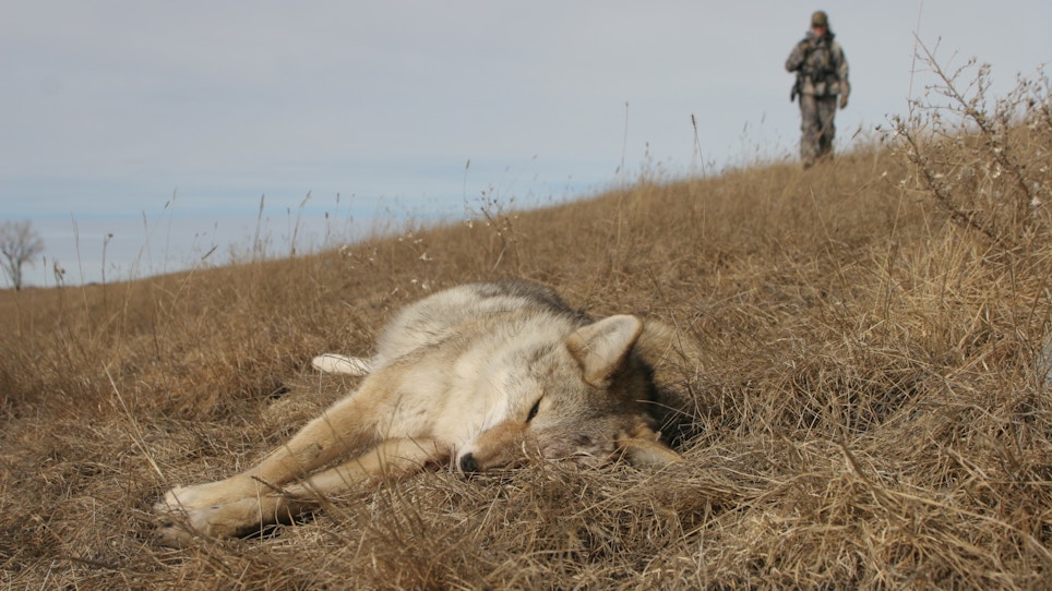 The early hunter gets the coyote