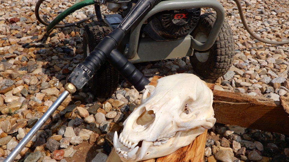 DIY Project: How to Create European Mounts of Predator Skulls