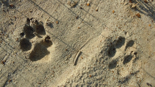Coyote tracks can be easy clues to gain insight as to where they've come from or are going. (Photo: Mark Kayser)