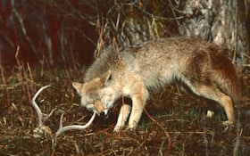 Hunting Tip: Get Secrets From Coyote Poop