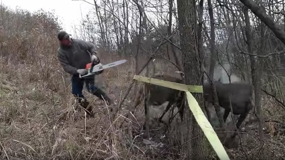 Must-See Video: Chainsaw Used to Free Locked Whitetail Bucks