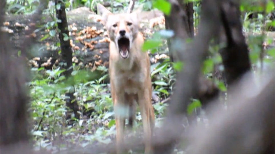 Video: Angry Coyote Howls At Chicago Hiker