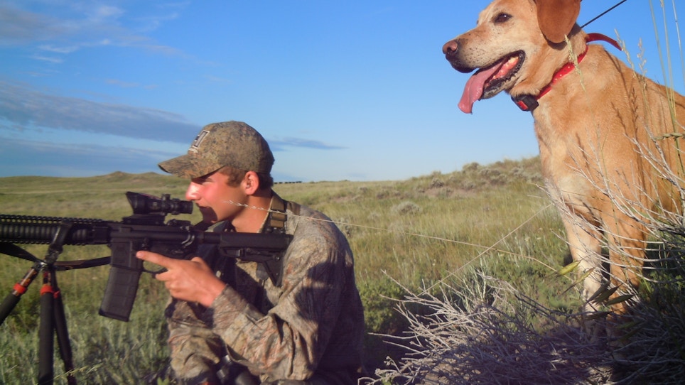 Doggin' Coyotes in the Dog Days of Summer