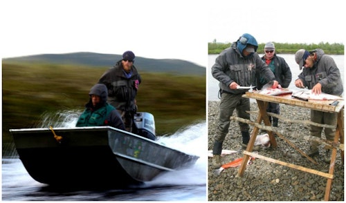 Running rivers in Alaska is safer for clients when the guide stands in the stern to look for obstacles. Having a live salmon kicking at the guide’s feet is a recipe for disaster, so killing each kept fish is mandatory. Bleeding fish results in blood-free fillets. (Photos from Bristol Bay Lodge Facebook.)