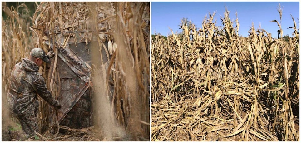 Depending on the scenario, you can maximize concealment by brushing in a blind. As these photos show, hiding a blind in a standing cornfield is limited only by your imagination and amount of effort.