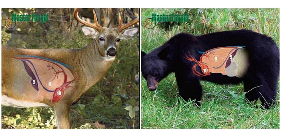 As these two vital targets illustrate, a black bear’s lungs sit farther back in the body cavity than they do on a whitetail.