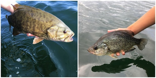 When releasing fish, don’t “throw” them back. Instead, hold fish under the belly with wet hands and then set them in the water.