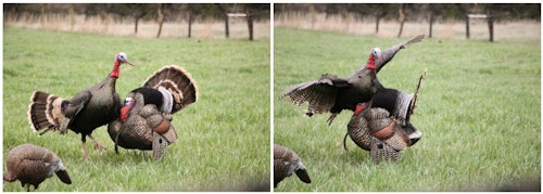In the author’s opinion, this bowhunter should have released the arrow a split-second before the left photo was taken. As you can see in the right photo, it doesn’t take long for the scene to turn into a rodeo.