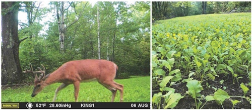 For best whitetail herd health, plant a variety of food plots that deer will use all year.