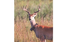 Hunters should avoid harvesting "Collared Deer" in research locations