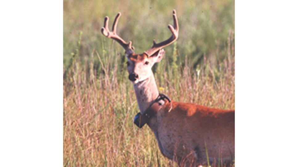 Hunters should avoid harvesting "Collared Deer" in research locations