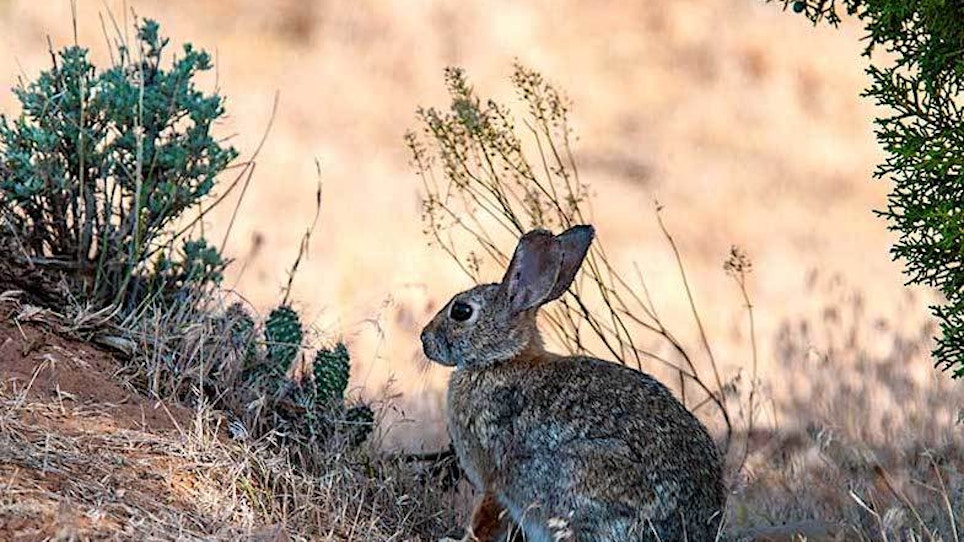 Deadly Hemorrhagic Disease Confirmed in Wild Rabbits