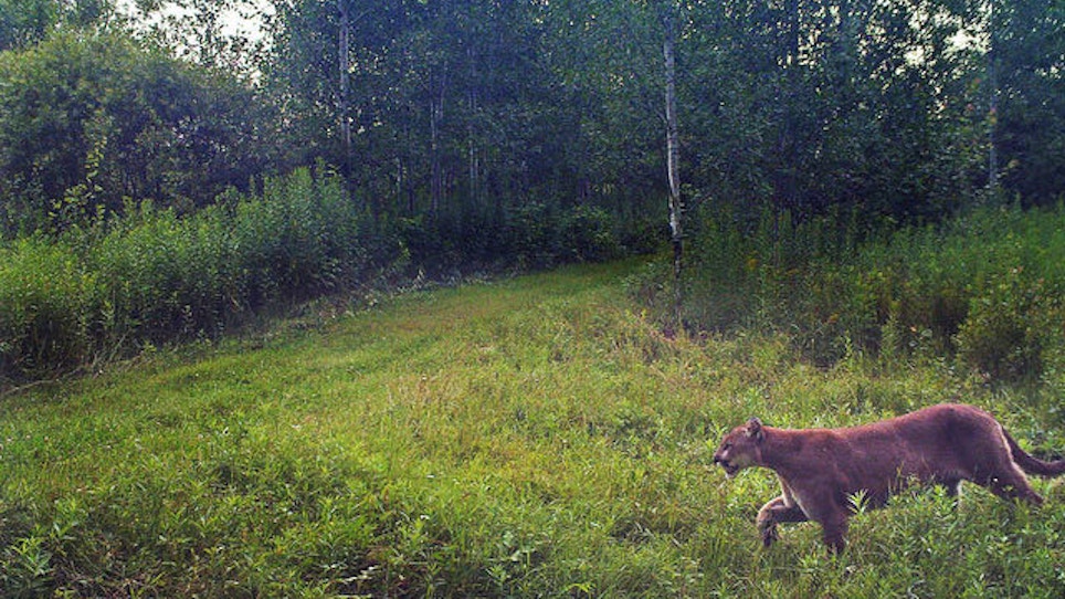 Game And Fish Officers Kill Puppy-Eating Cougar
