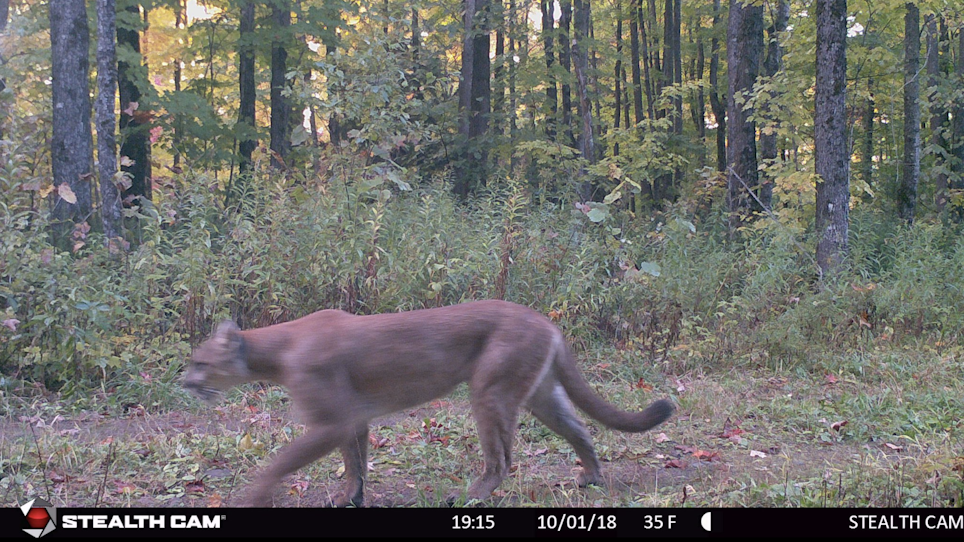 Game Camera Captures Cougar Strolling Through the Woods