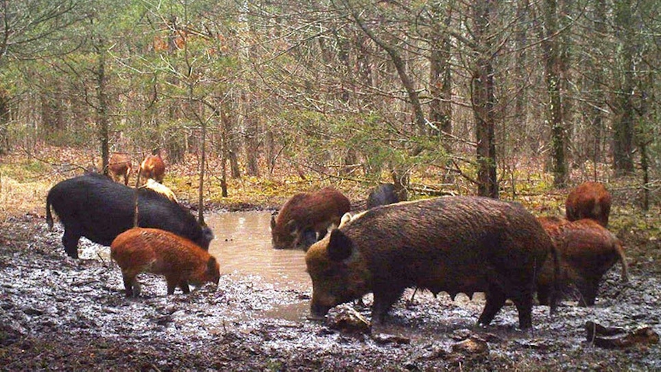 Missouri To Ban Feral Hog Hunting To Reduce Hog Problems