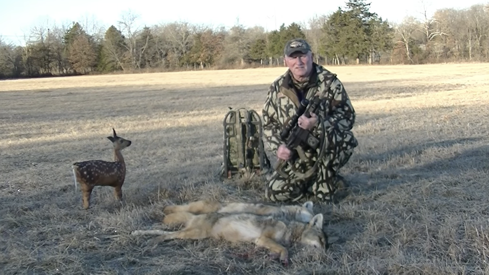 Coyote hunt decoy double caught on video