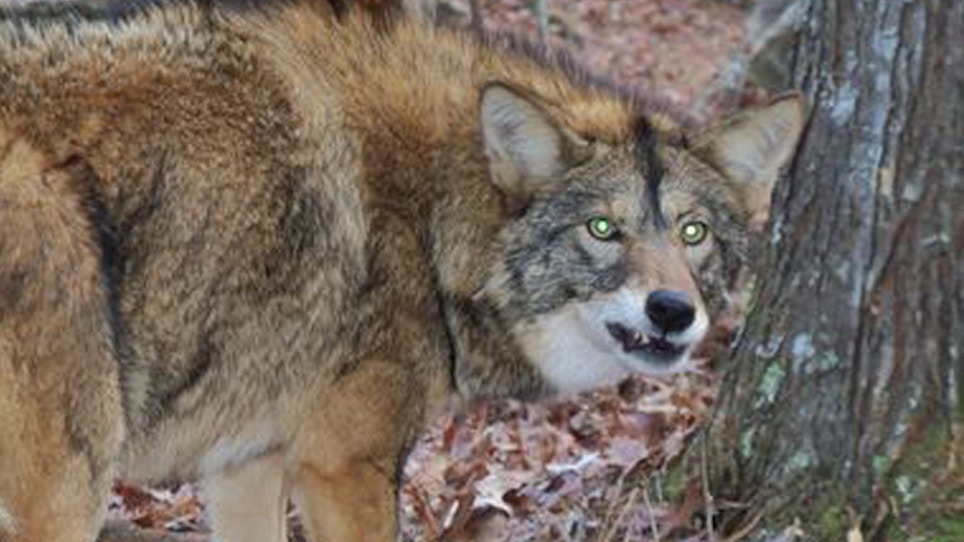 Coyote Captured, Believed Responsible For New Jersey Attack