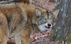 VIDEO: Coyote Attacks Dog In Front Of 2 Young Children