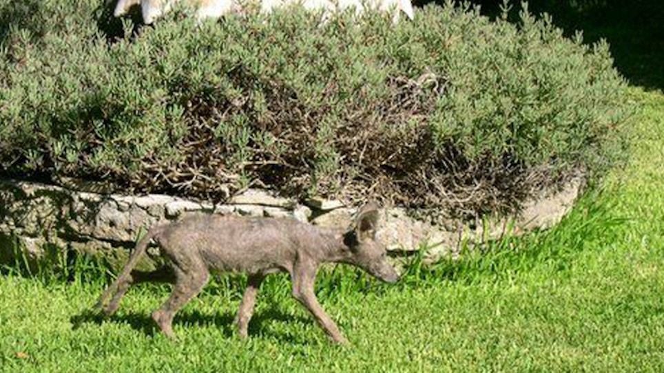 Mange can take a toll coyote populations