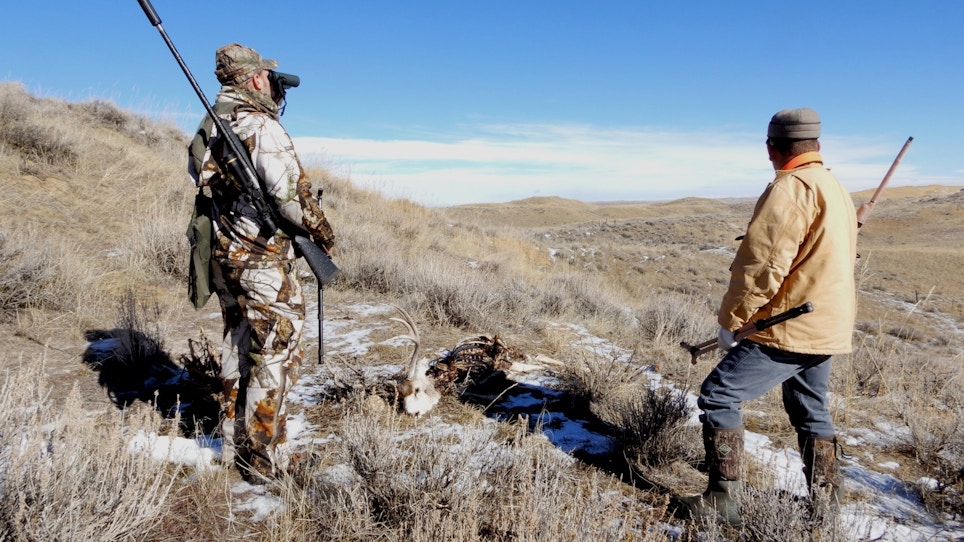 Coyote country can be a rough, cruel world