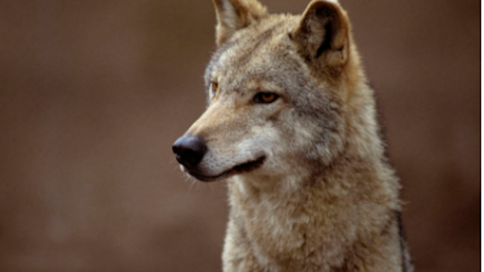 How Does Canine Distemper Affect Coyotes and Foxes?
