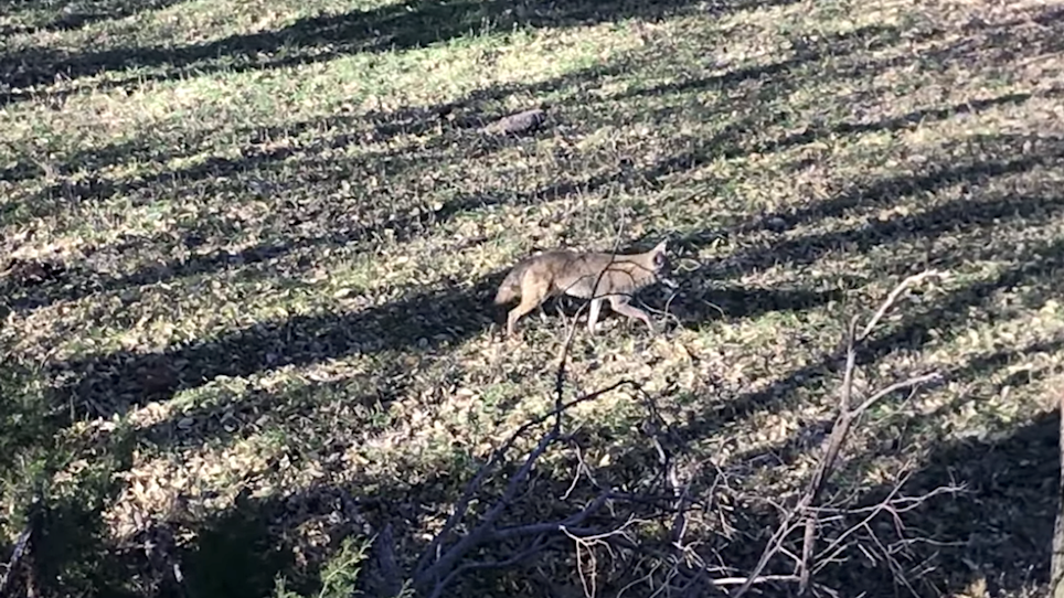 You're Bowhunting in Kansas, So Would You Shoot This Coyote?
