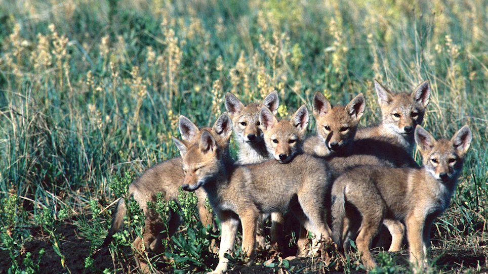 Shoot More Coyotes, Save More Fawns