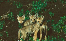 Check Small Game Numbers to Determine Impact of Coyotes