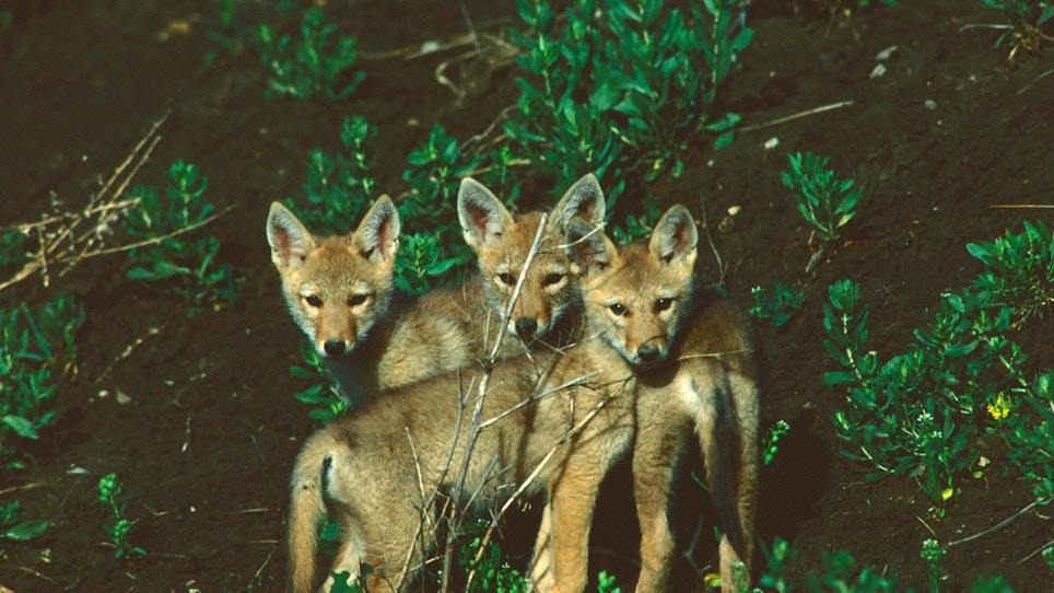 Check Small Game Numbers to Determine Impact of Coyotes