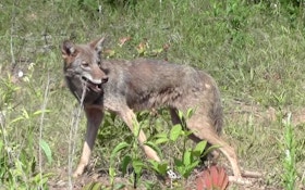 How To Shoot a Running Coyote