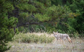 When Should You Use Coyote Decoys?