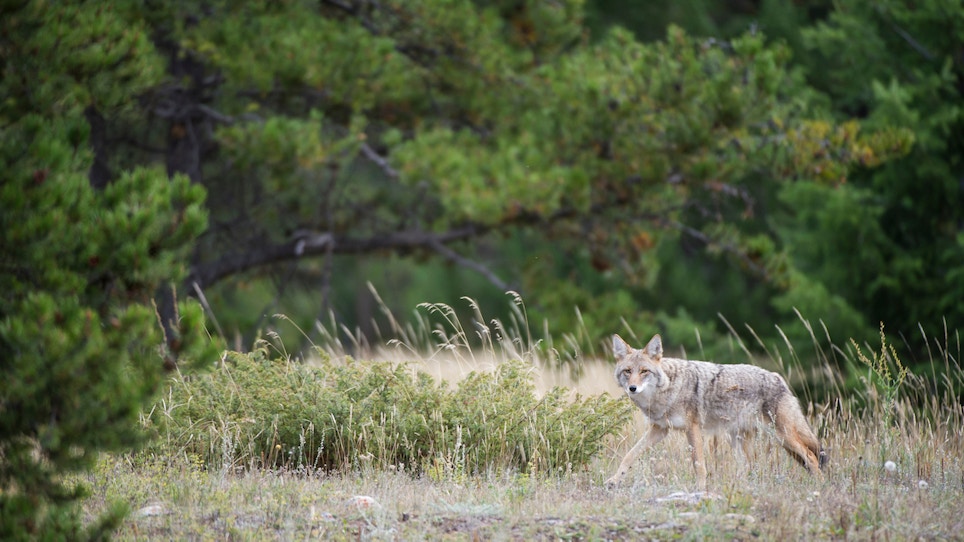 When Should You Use Coyote Decoys?