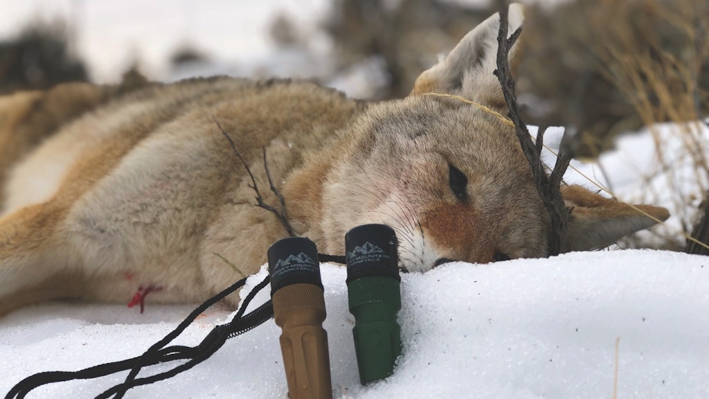 Pumping up the volume at the midway point or later during a property boundary setup is a good strategy when calling interior coyotes.