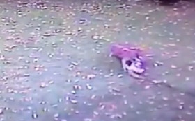 VIDEO: Coyote Attacks Pet Dog In Backyard